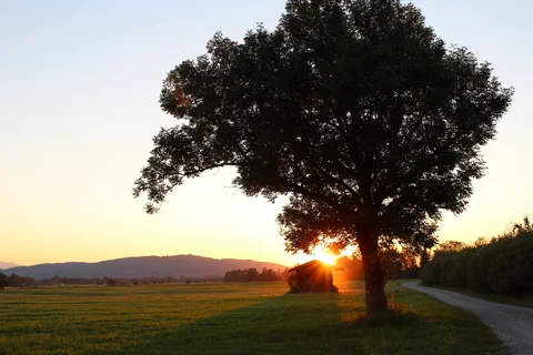 Baum im Moos im Abendlicht
