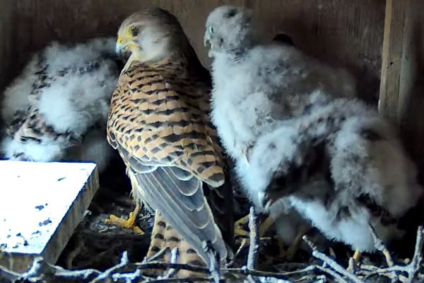 Turmfalke im Nistkasten mit Nachwuchs