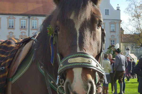 geschmücktes Pferd bei der Leonhardifahrt